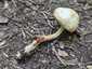 Elefántcsont-csigagomba (Hygrophorus eburneus), Budai-hegység. KOH csepp hatására a tönk narancsos színreakciót ad